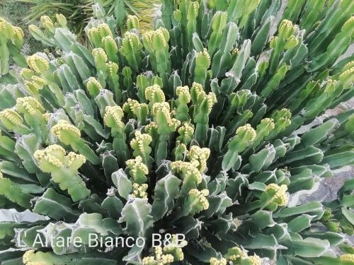 Bed & Breakfast L'altare Bianco
