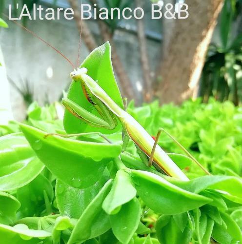 Bed & Breakfast L'altare Bianco