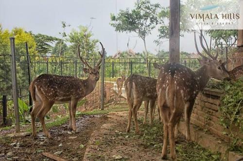 Vimala Hills Villa Semeru Elok 03
