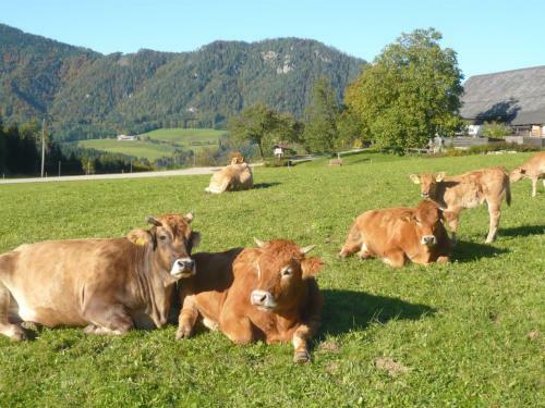 Agroturismo Familienbauernhof Grossgrub