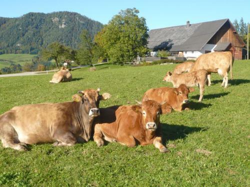 Agroturismo Familienbauernhof Grossgrub