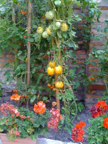 Apartamento Ca' Ermina & Garden