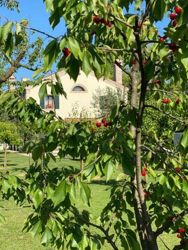 Il Canto Del Gallo B&B