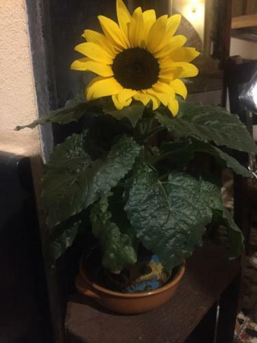 Bed & Breakfast Il Girasole