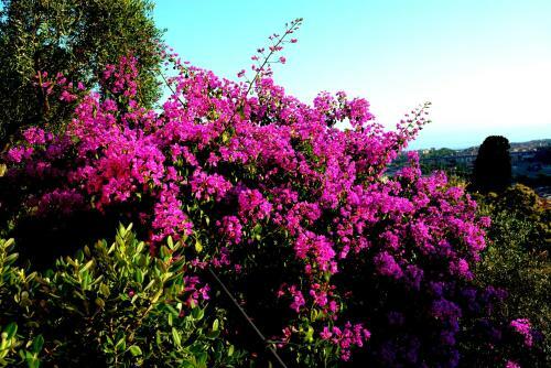 Bed & Breakfast La Gatta Sul Sentiero