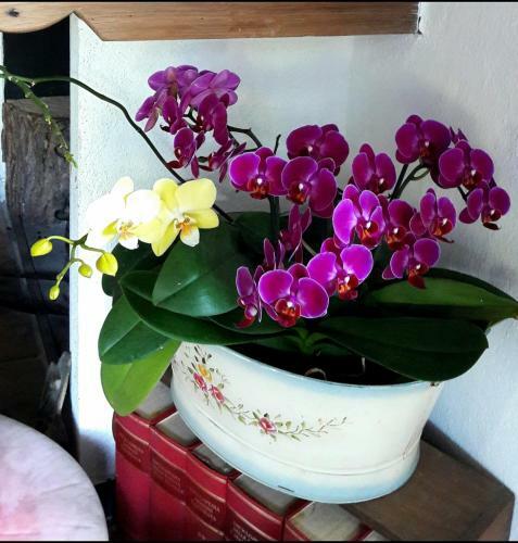 Bed & Breakfast The Italian Riviera