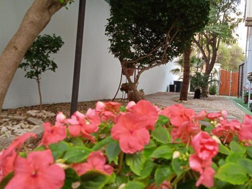 Apartamento Guest House Oleandro Iun 2727