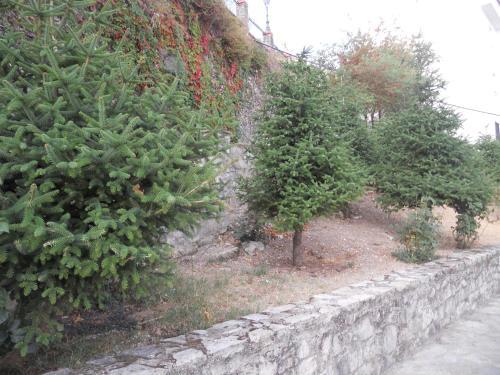 Alad�n