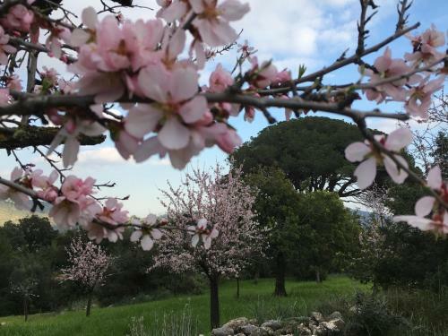 Agroturismo Son Penyaflor