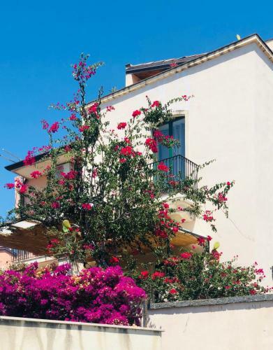 Bouganville Sul Mare