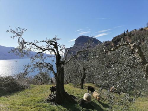 Casetta Delle Olive