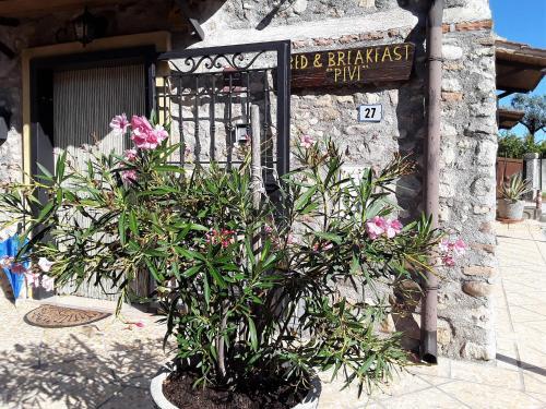 B&B Pivi