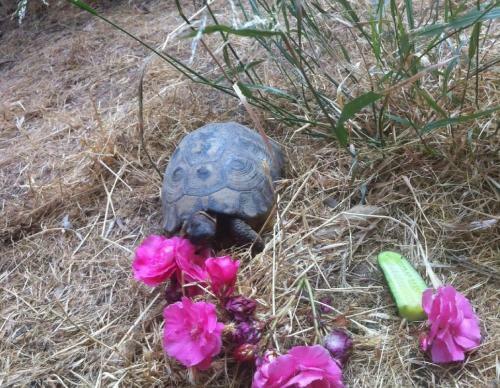 Bed & Breakfast Myrtle The Turtle Guesthouse