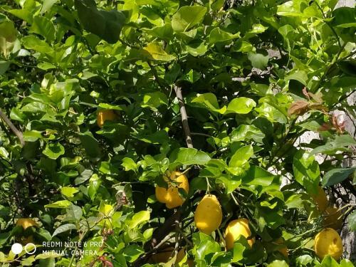 Apartamento Il Giardino Di Hermes