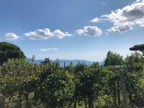 Apartamento Pietramiliare