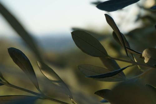 Bed & Breakfast Casa Lucia In Chianti