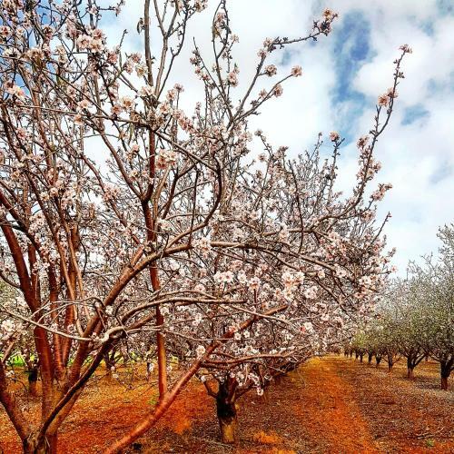 Bed & Breakfast Kibbutz Nachshon