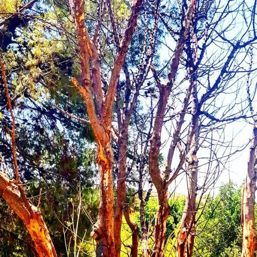 Bed & Breakfast Kibbutz Nachshon