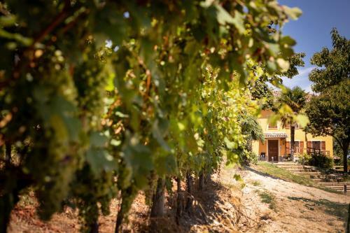 Villa Vinory - Tenuta Il Sogno