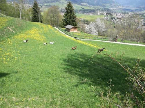 Apartamento Appartamento Tiziana Val Di Fiemme