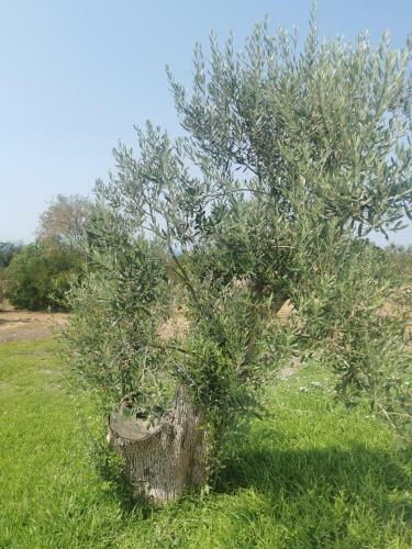 Tenuta Mar�