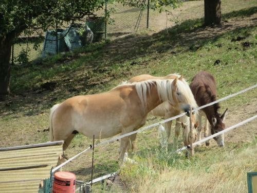 Bed & Breakfast La Cesura