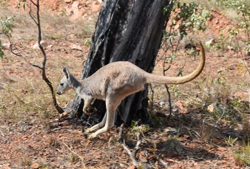 Ironbark House