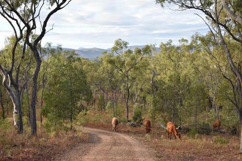 Ironbark House