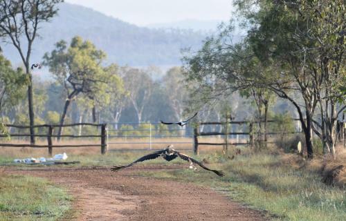 Ironbark House