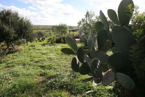 Regia Trazzera