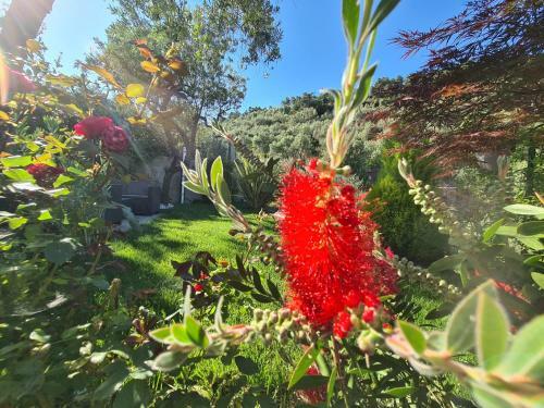 The Garden