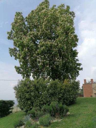 Agroturismo Casa Vacanze San Stefanetto