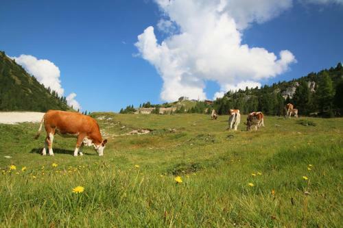 Bed & Breakfast Hanslerhof