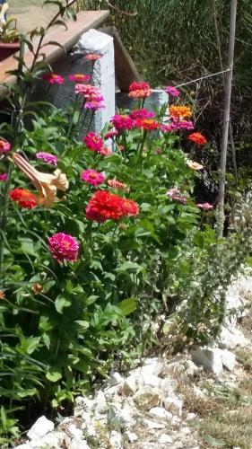 Agroturismo Il Cardo