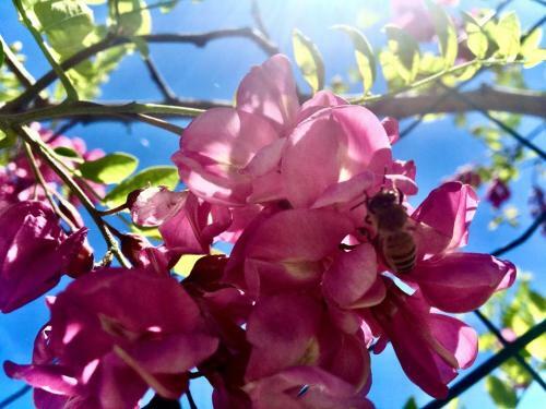 B&B Acacia Rosa