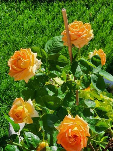 Bed & Breakfast Ca D'valur