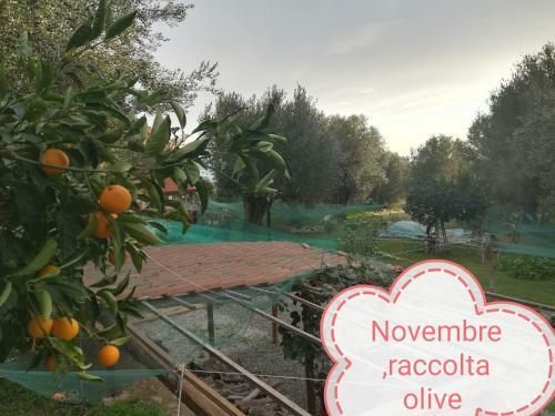 Casa Tra Mare E Oliveti