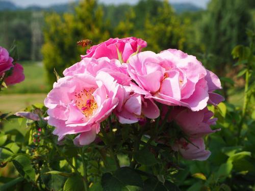 Bed & Breakfast Casa Del Roseto