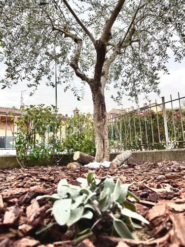 Hostal Affittacamere Casa Lalli