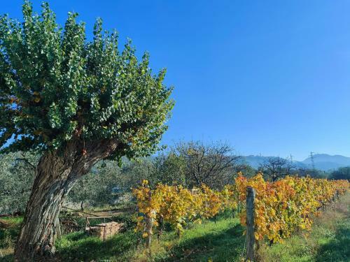 La Casa Vecchia Bed&breakfast