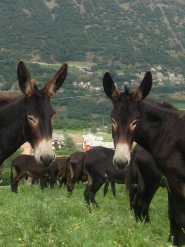 Agroturismo Affittacamere Chez Magan