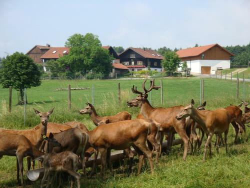 Hostal Giglerhof