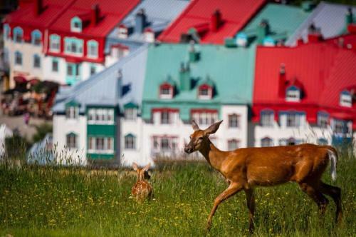 Elegant Apartment - View On Lake Tremblant & Mountain