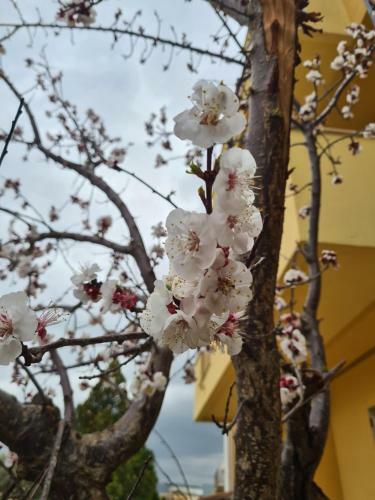 Apartamento Sole Gibellina