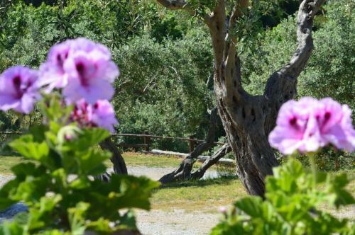 Colori Di Sicilia