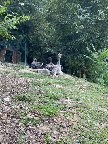 Hostal Come UNA Volta