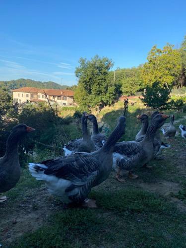 Apartamento Appartamento In Cascina