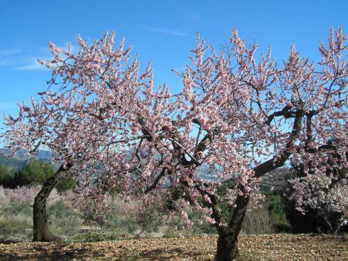 Apartamentos Serrella Rural Guadalest