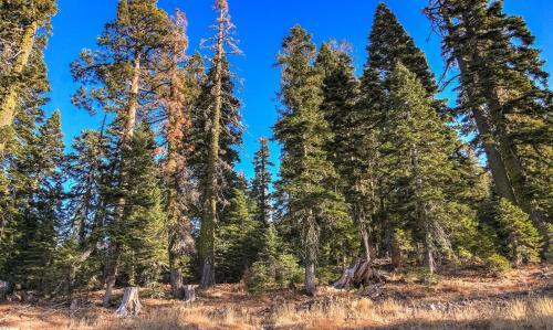 Alpine Meadows Peak