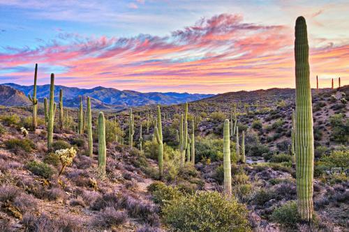 The Signature Unit & Breezy Desert Retreat